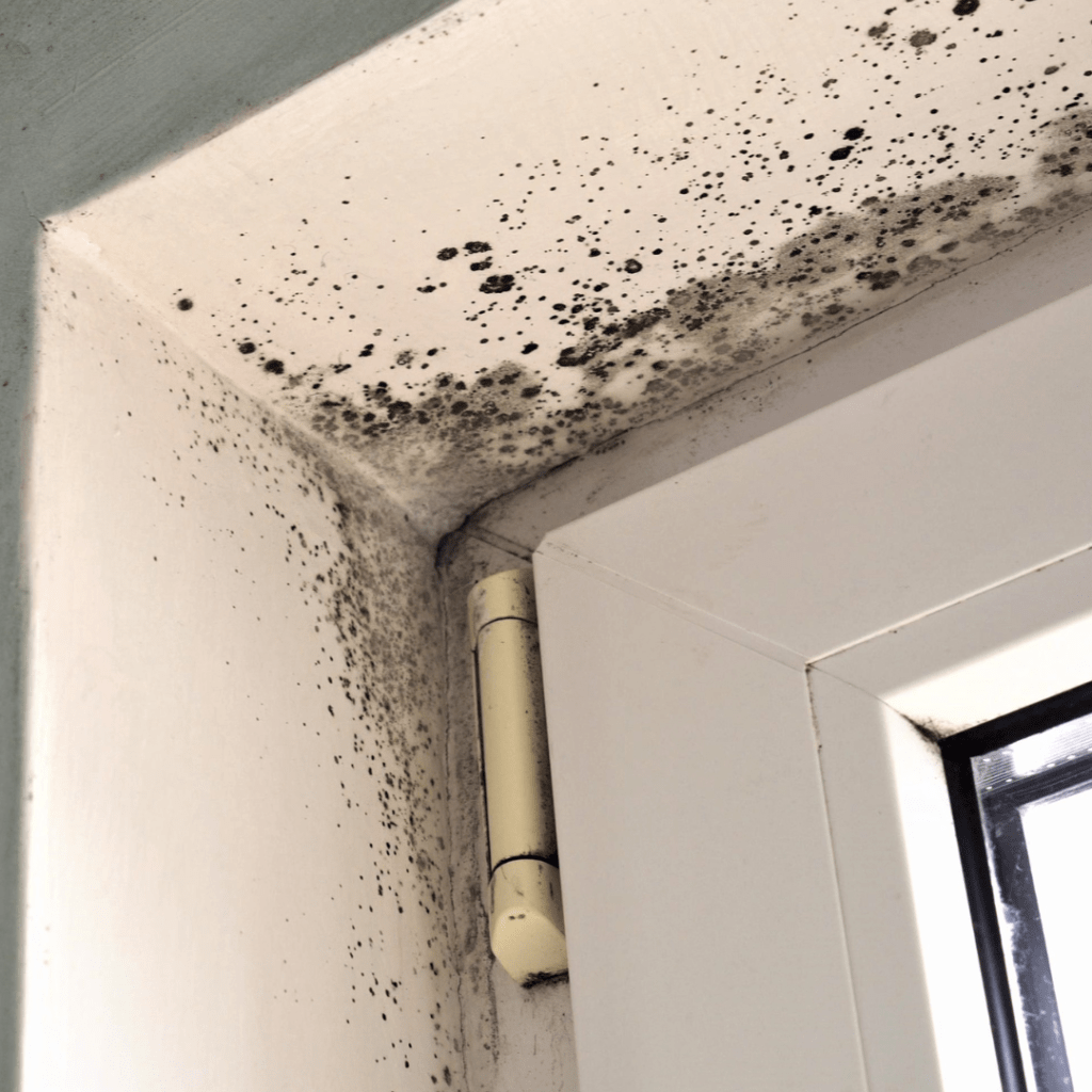 How To Kill Black Mold On Drywall